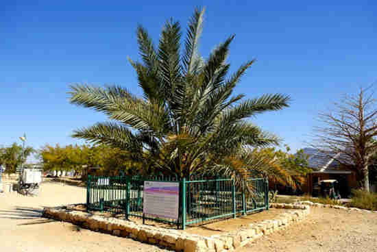 Picture of The Judean Date Palm: Extinct Tree Resurrected from Ancient Seeds