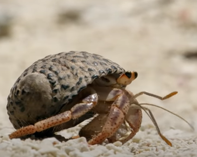 Picture of Crabs Trade Shells in the Strangest Way | BBC Earth