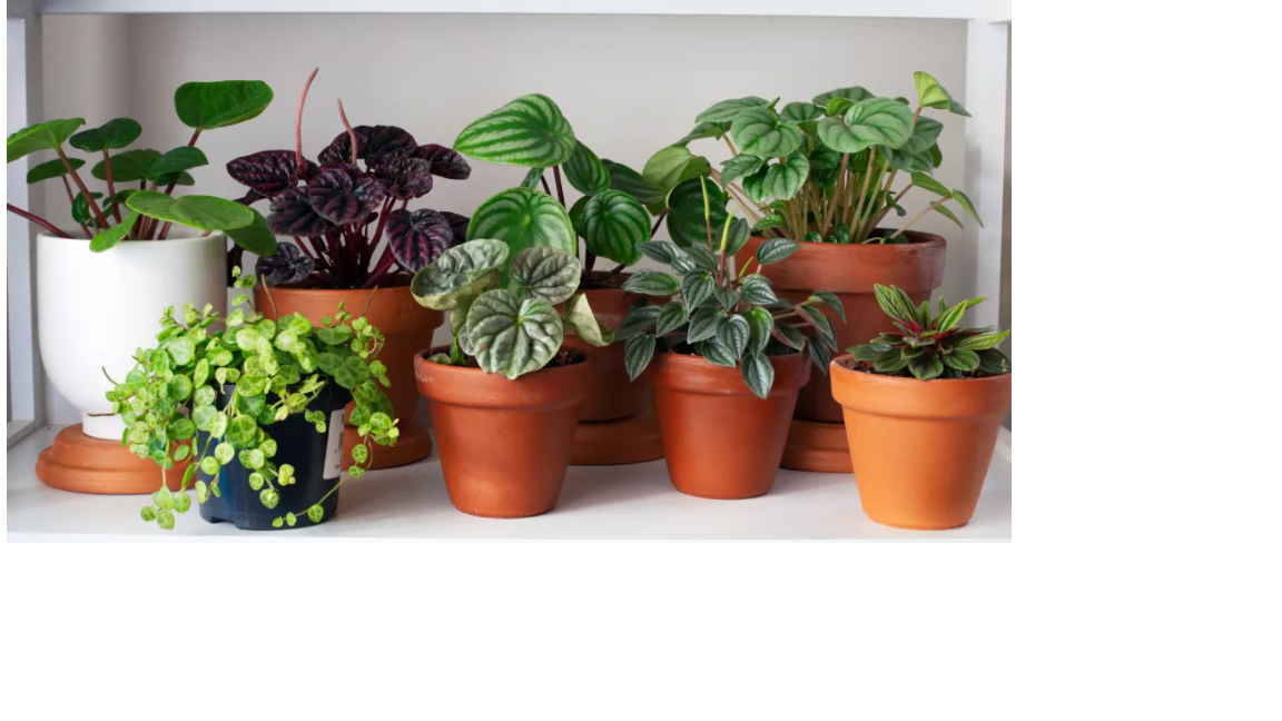 Ren Ecosystem. Do indoor plants purify air?