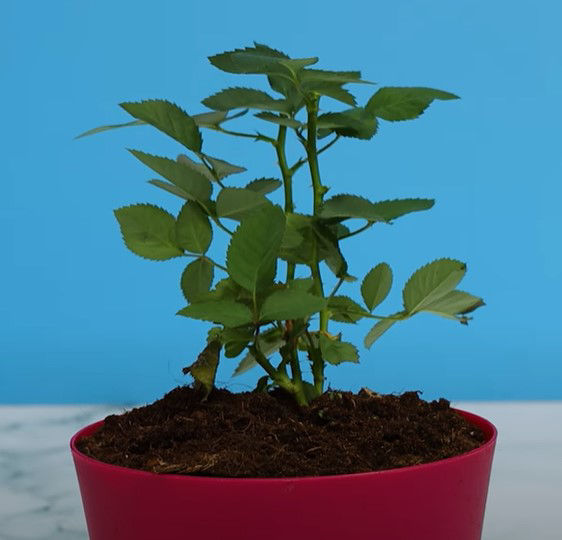 Picture of 5 Innovative Hacks to Grow Roses at Home!! Blossom