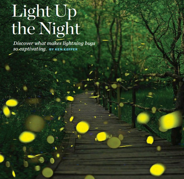 Ren Ecosystem. Field Guide Lightning bug facts