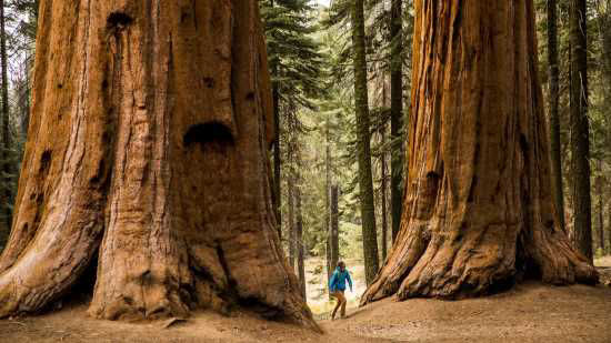 Picture of Why the world's tallest trees are dying (Part 1 of 2)