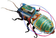 Picture of Japanese Scientists Create Remote-Controlled Cyborg Cockroaches