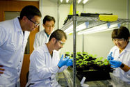 Picture of Scientists genetically engineer plants to yield more vegetable oil