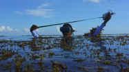 Picture of Climate change: Can an enormous seaweed farm help curb it?