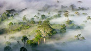 Picture of Tropical rainforests could get too hot for photosynthesis and die if climate crisis continues, scientists warn