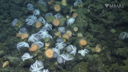 Picture of The Hot Secret behind a Deep-Sea ‘Octopus Garden’