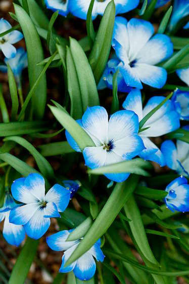 Picture of Plant extinctions are shaking Earth’s green foundation