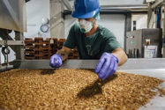 Picture of Why companies are racing to build the world’s biggest bug farm