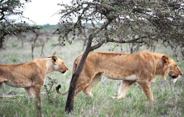 Picture of Invasive Ant Species Throwing Animal Kingdom Into Chaos