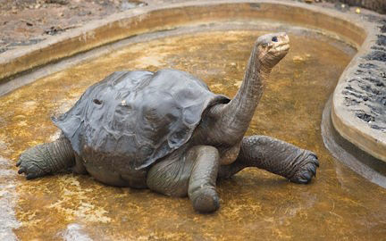 Picture of 18 animals that recently went extinct