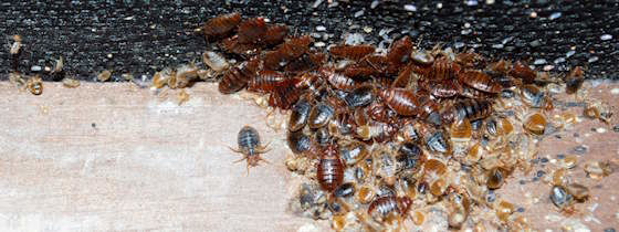 Picture of Getting rid of bed bugs: Trickier than ever