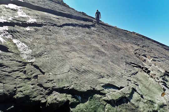 Picture of Scientists discover fossilized remnants of earliest known forest