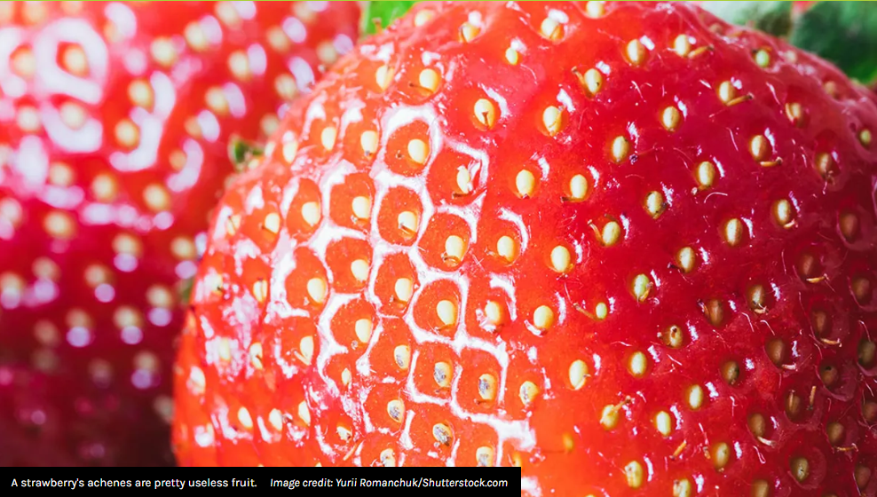 Picture of White Dots On Strawberries Aren’t Strawberry Seeds