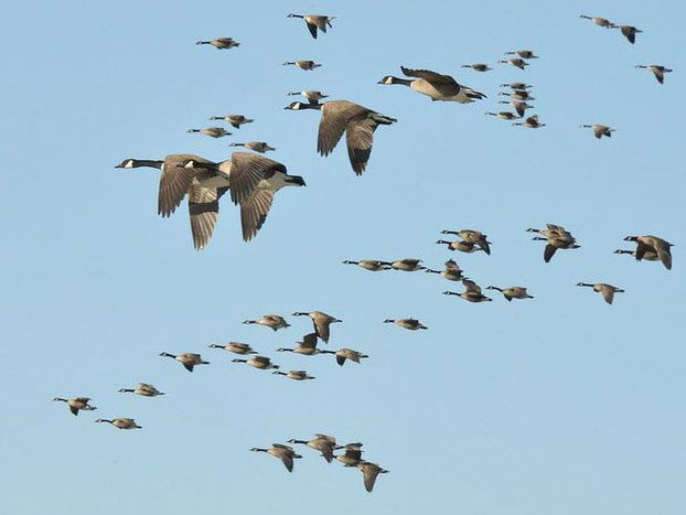 Picture of The Basics Of Bird Migration: How, Why, And Where