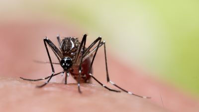 Picture of Where Mosquitoes Are More Likely to Transmit Dengue, According to the CDC