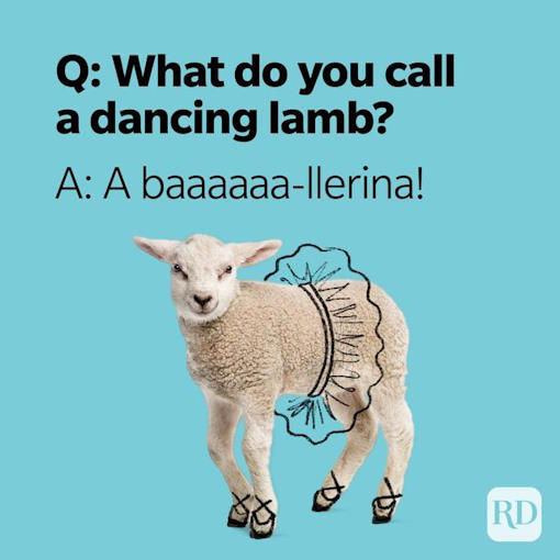 Picture of Funniest “What Do You Call?” Jokes (Part 4)