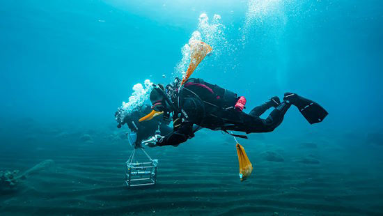 Picture of The bacteria that can capture carbon