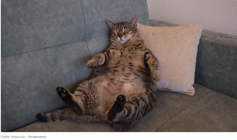 Picture of How to Sleep on a Couch Without Hurting Yourself