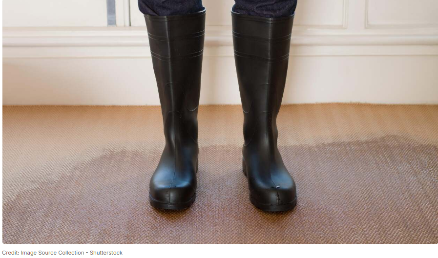 Picture of How to Dry Out a Water-Damaged Carpet You Can’t Replace