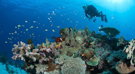 Picture of 8 Easy Ways You Can Help Coral Reefs