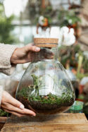 Picture of The Science Behind Closed Terrariums: Understanding How They Work