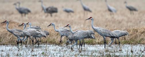 Picture of How farmers can help rescue water-loving birds