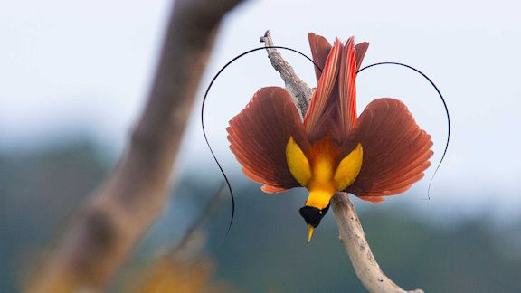 Picture of In Ultraviolet Light, Birds-of-Paradise Show True Colors