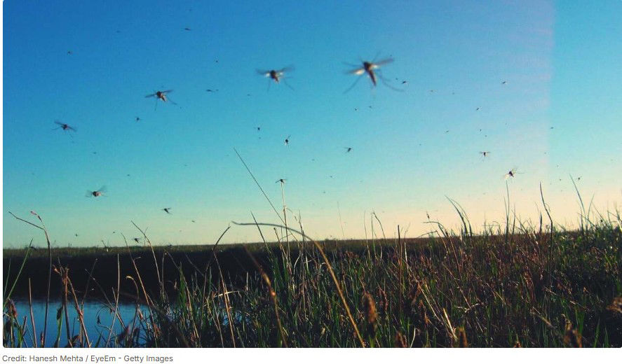 Picture of These Are the Only Two Ways to Actually Keep Mosquitoes Away
