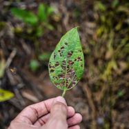 Picture of The Old Farmer's Almanac Has a Garden Pests Guide, and It's Really Helpful