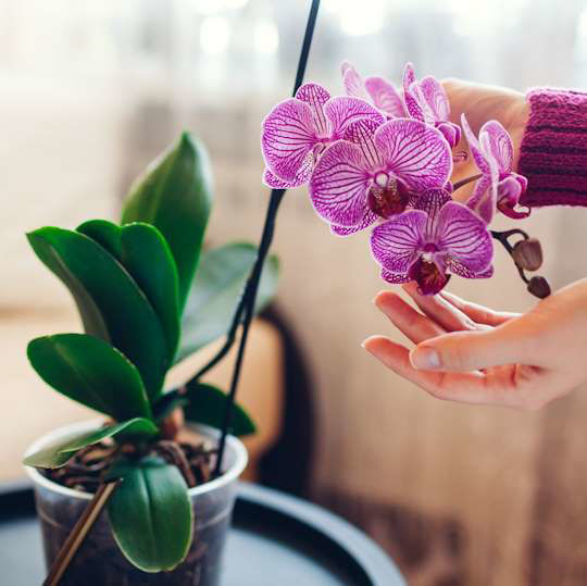 Picture of How to Care for an Orchid So It Thrives for Years