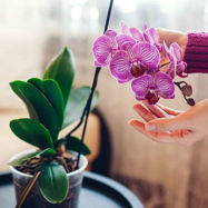 Picture of How to Care for an Orchid So It Thrives for Years