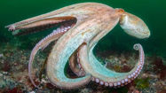 Picture of ‘Year of the octopus’: How climate change is pushing the sea’s smartest creature into new territory