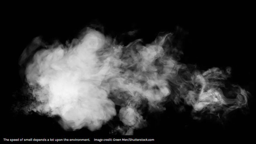 Picture of How Fast Is The Speed Of Smell?