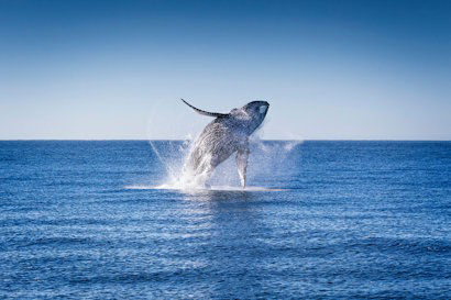 Picture of Whale and Dolphin Migrations are Being Disrupted by Climate Change