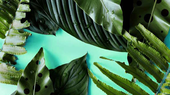 Picture of The benefits of indoor plants in the office run deeper than just aesthetics