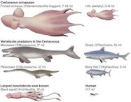Picture of Release the Kraken: 60-foot Octopuses Were Top Predators 100 Million Years Ago, Fossils Shows