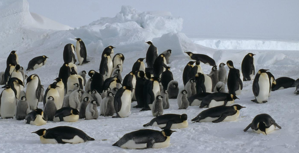 Picture of Emperor penguin - Top 10 Facts about emperor penguins