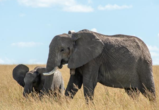 Picture of Top 10 facts about Asian Elephants