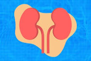 Picture of What Happens to Your Kidneys When You’re Dehydrated