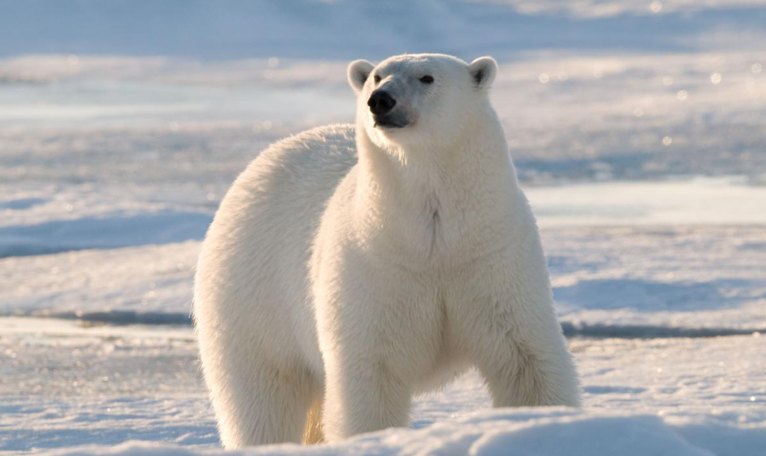 Picture of Top 10 facts about Polar Bears