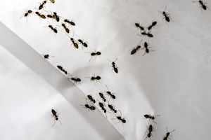 Picture of Why Ants Love Your Kitchen and Bathroom—and How to Keep Them Out Naturally