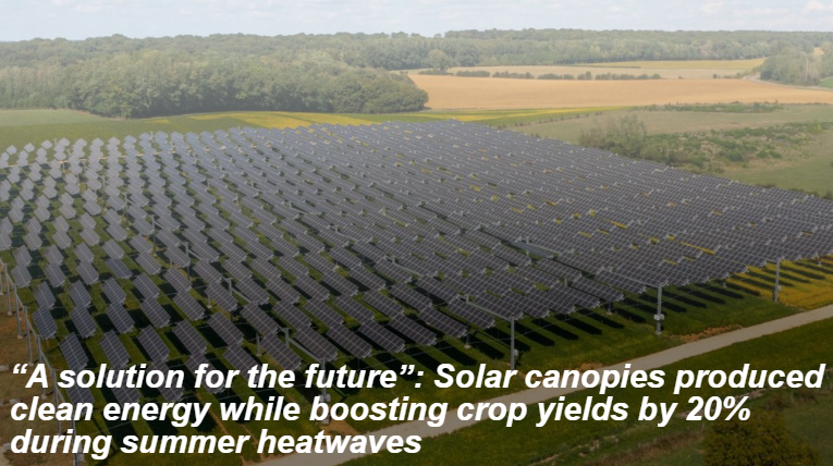 Picture of Solar canopies produced clean energy while boosting crop yields by 20% during summer heatwaves